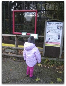 Battersea Park Children's Zoo monkeys