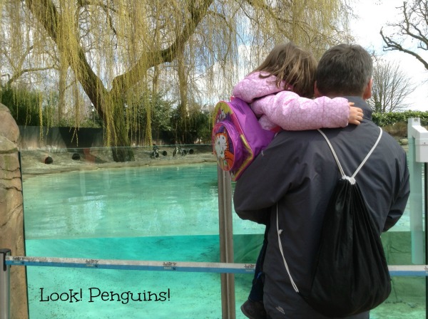 The penguins at London Zoo