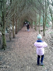 Polesden Lacey tree tunnel