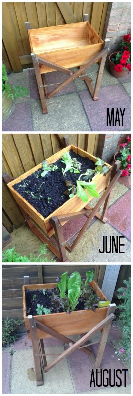 Vegetable Wine Box - Grow Your Own Crops in Pots
