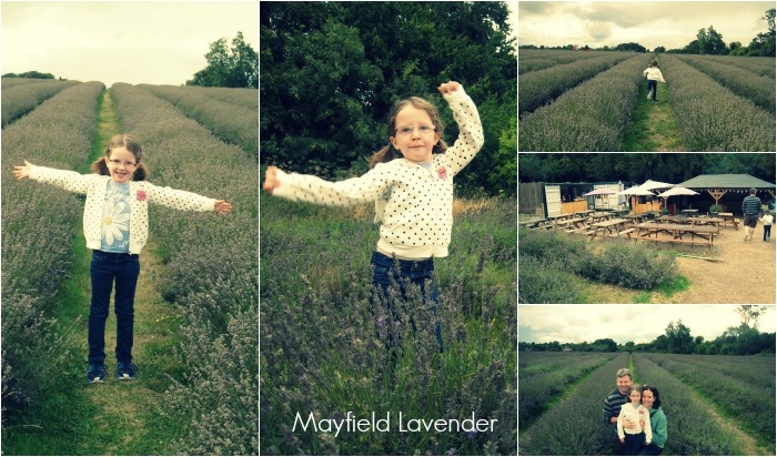 Mayfield Lavender