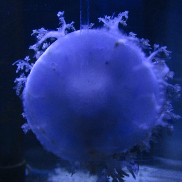 3- jellyfish