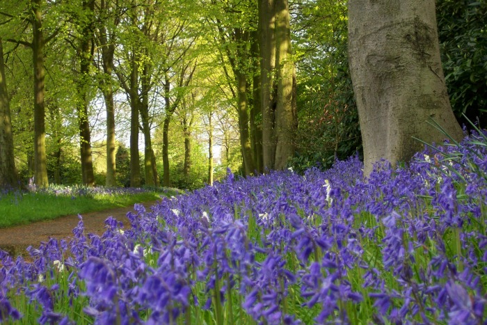 Bluebells in garden at Rufford Old Hall NTPL