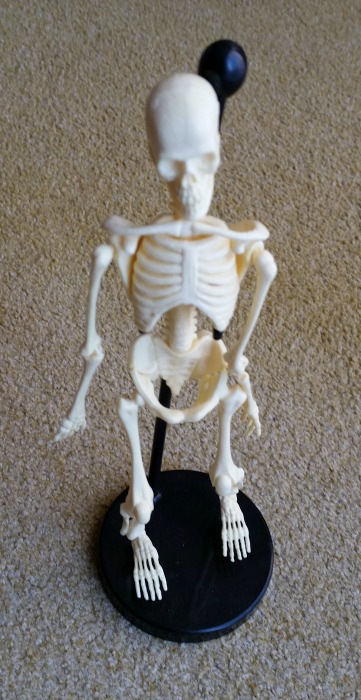 Human Body Factivity Box Set Skeleton Model