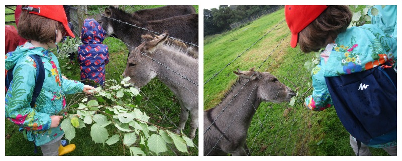 H feeding donkeys at Coombe Mill, Christmas at Coombe Mill