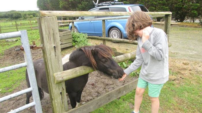 Our summer - Beatnik at Hallagenna Cottages