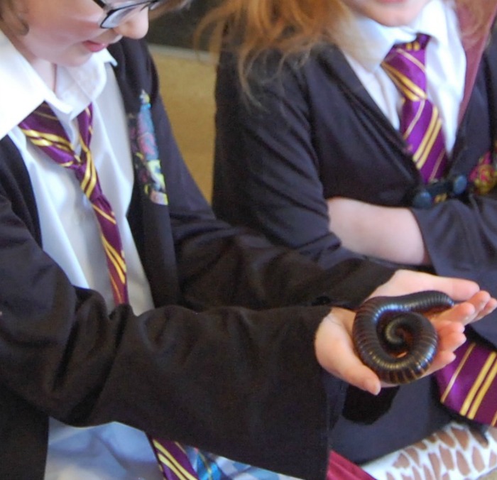 H and Milo the Giant African Millipede from Wild Fangs