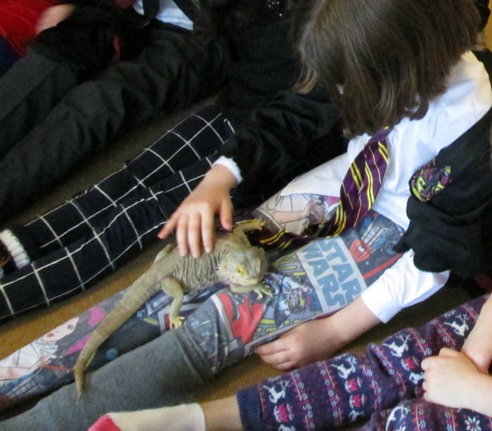 Meeting Derek the Bearded Dragon with Wild Fangs