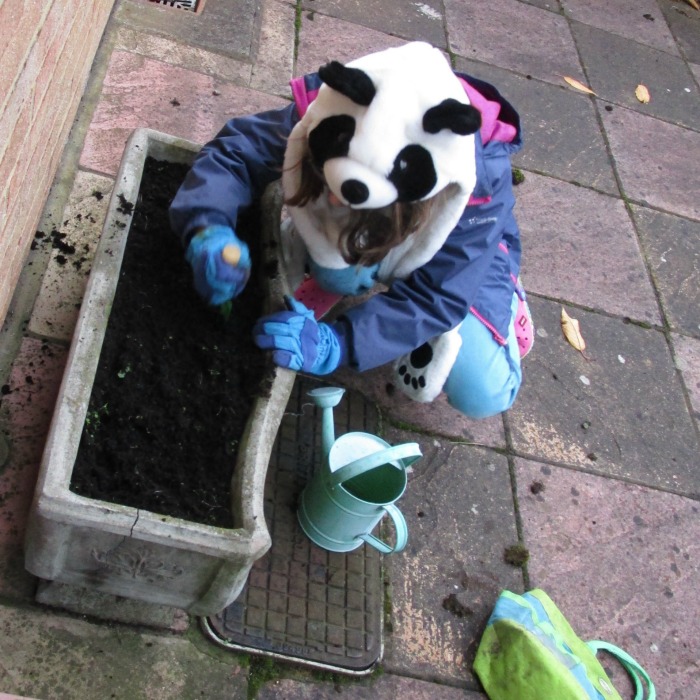Panda preparing the soil for the miffy bulbs
