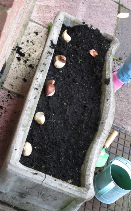 the miffy tulips are ready to be planted