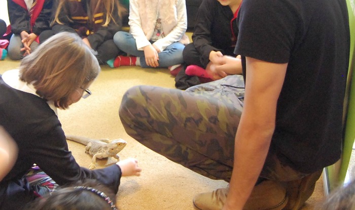 H feeding Derek the Bearded Dragon with Wild Fangs