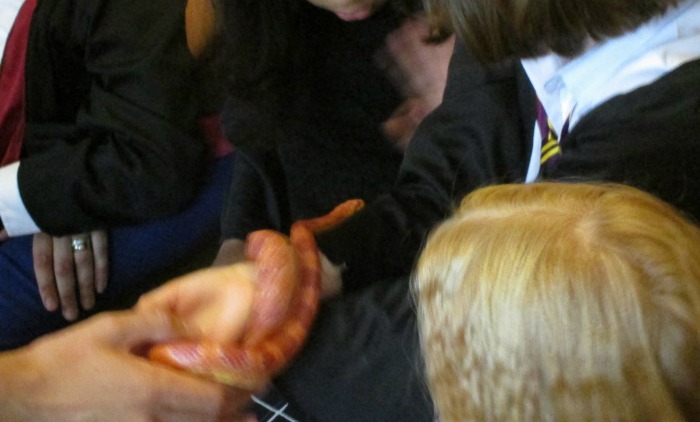 A blurry Sebastian the Corn Snake from Wild Fangs