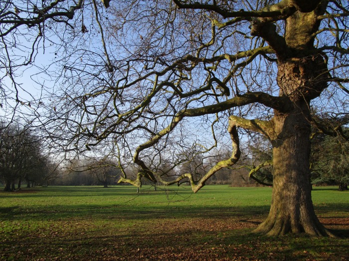 Beddington Park