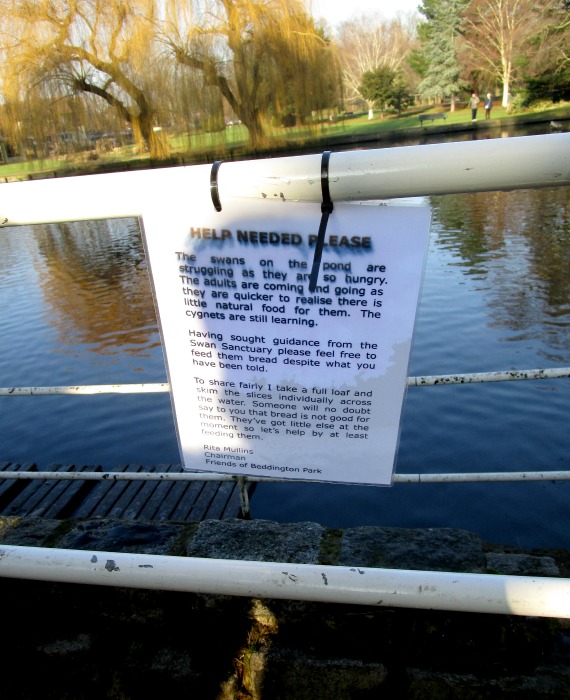 Beddington Park swans notice 2017