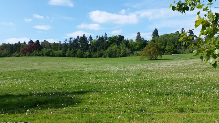 Loseley Park field of dandelion clocks