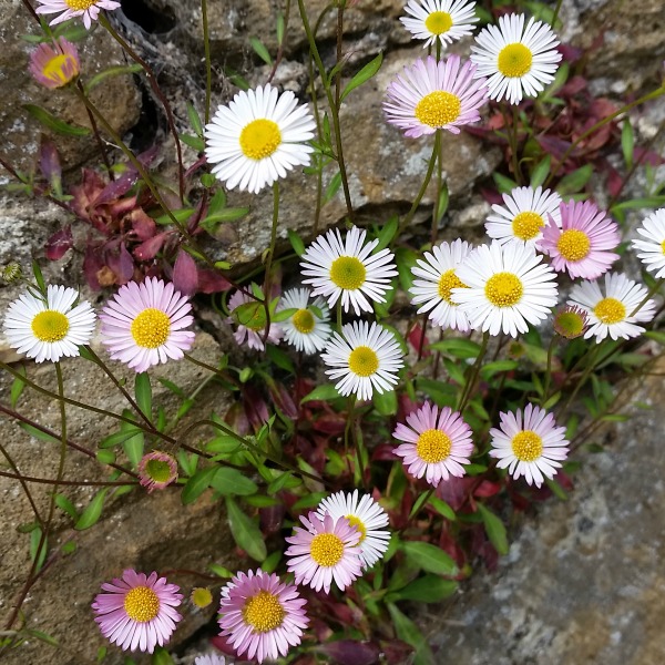 Loseley Park flowers