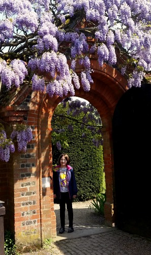 Loseley Park wisteria