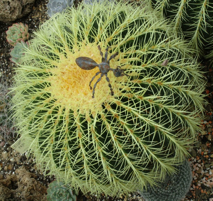 Lullingstone Castle World Garden cacti 2