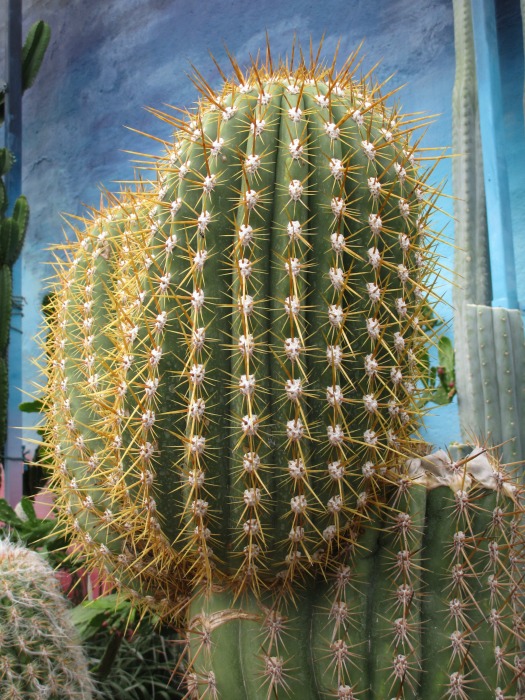 Lullingstone Castle World Garden cacti