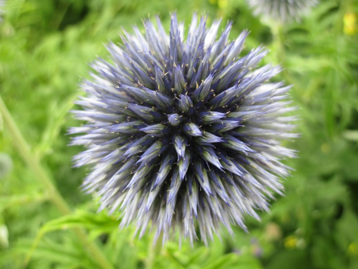 Lullingstone Castle World Garden flower 1