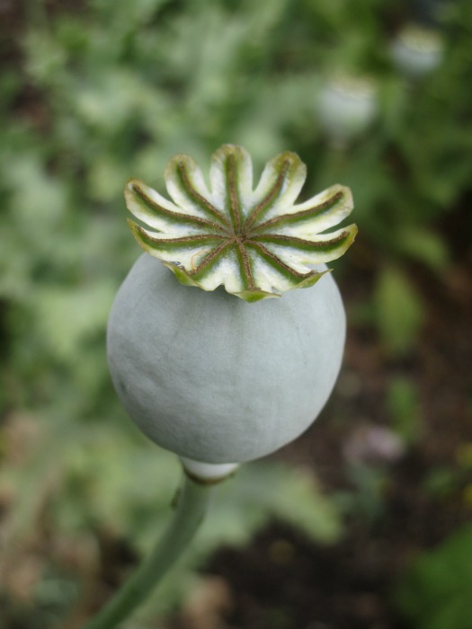 Lullingstone Castle World Garden flower 2