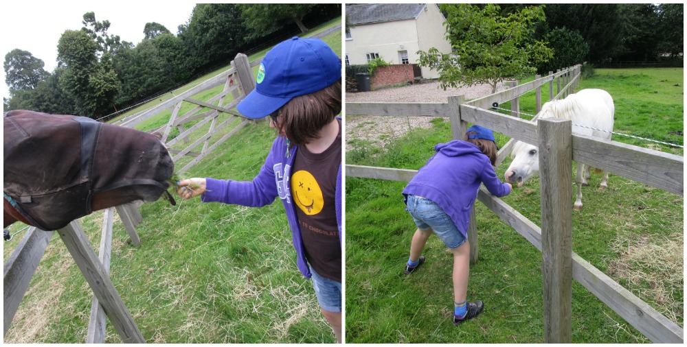 Short Essex Family Break H feeding horses at Mount Hall, Essex