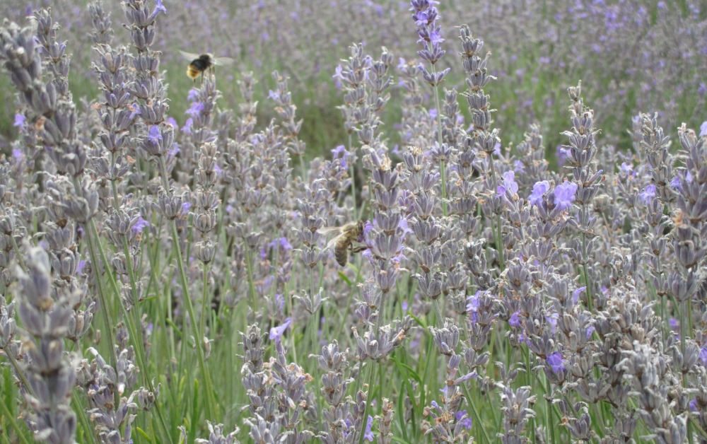 Mayfield Lavender bees