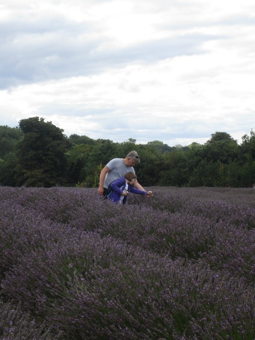 Mayfield Lavender collecting rosemary beetles