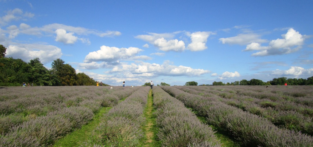 Mayfield Lavender fields 1