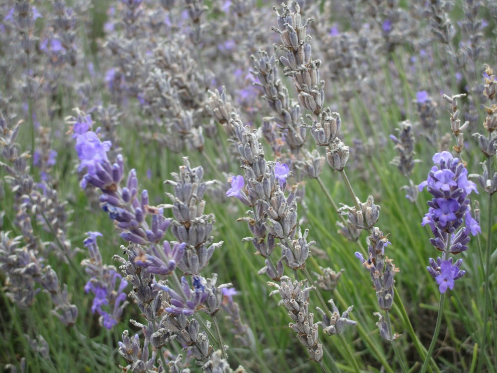 Mayfield Lavender