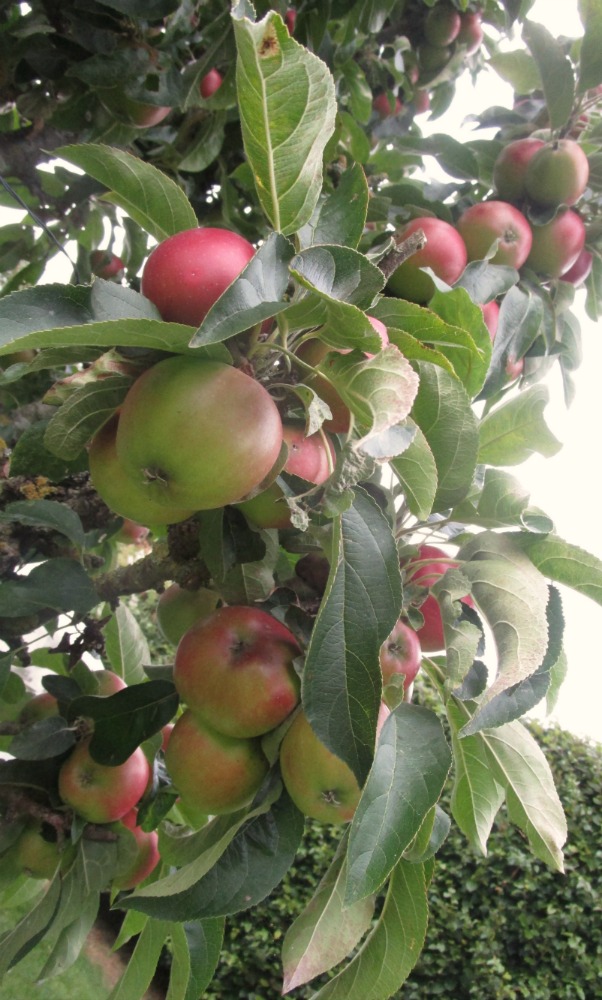 Mount Hall Apple tree