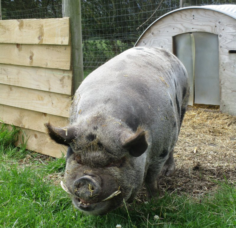 Jack, Woodspring Farm Hut