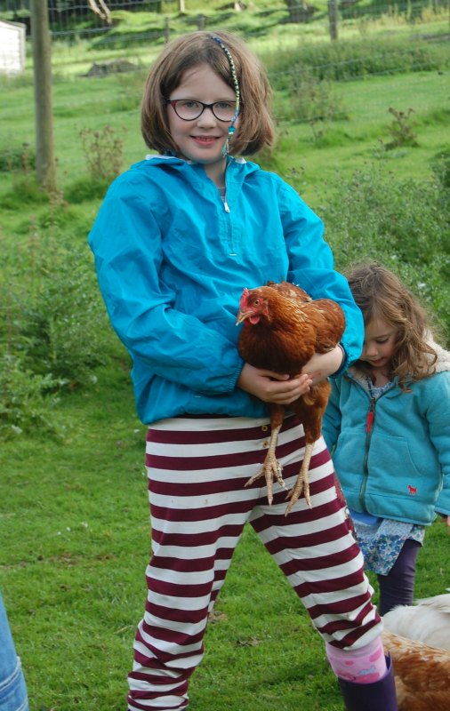 cuddling hen at Coombe Mill