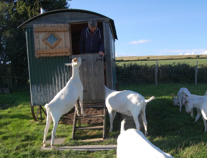 friendly goats at Woodspring Farm Hut