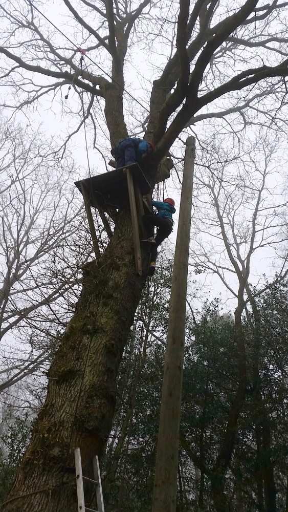 Climbing the tree to the zipwire at PGL Marchants Hill