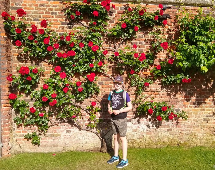 Moto G6 Hampton Court roses