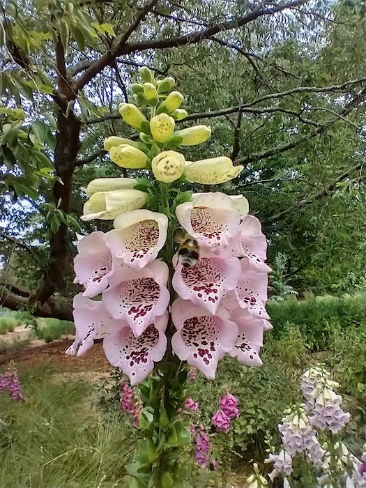 Wisley in lockdown, foxgloves