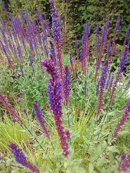 Salvia, Wisley in lockdown