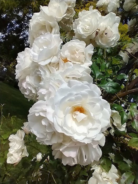 Wisley in lockdown, white roses