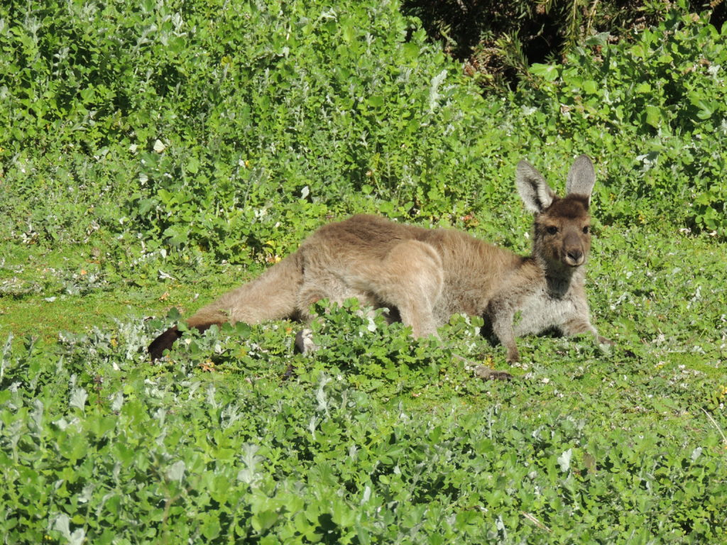 Kangaroo lying in the grass at Mundaring Weir