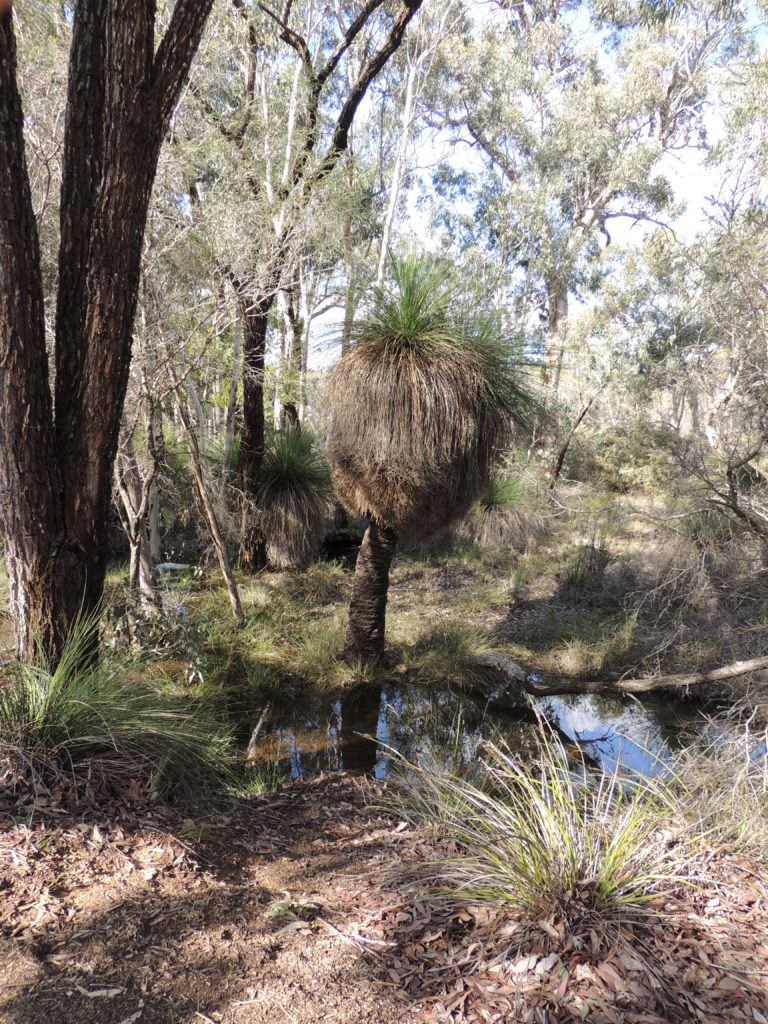 Xanthorrhoea australis tree